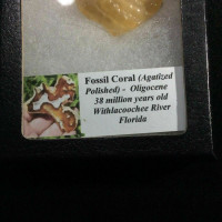 Agatized Fossil Coral 170563 In Collectors Box Metaphysical Emotional Balance