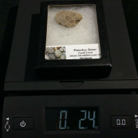 Petosky Stone Fossil Coral 170506 In Collectors Box Metaphysical