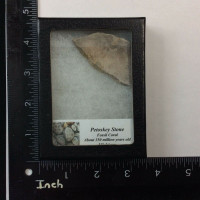 Petosky Stone Fossil Coral 170507 In Collectors Box Metaphysical