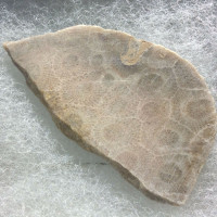 Petosky Stone Fossil Coral 170507 In Collectors Box Metaphysical