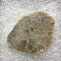 Petosky Stone Fossil Coral 170503 In Collectors Box Metaphysical