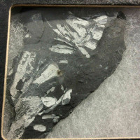 Fossil Fern on Shale 170502 In Collectors Box 300 Million Years Old