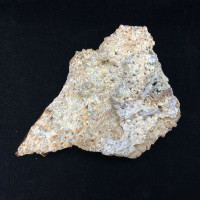 Agatized Fossil Coral 170773 99g Metaphysical Emotional Balance Healing Strength