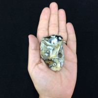 Agatized Fossil Coral 170775 99g Metaphysical Emotional Balance Healing Strength