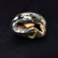 Agatized Fossil Coral 170775 99g Metaphysical Emotional Balance Healing Strength