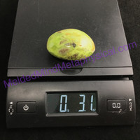 MeldedMind170 Green African Opal Pistachio Palm Smooth Stone 57mm Madagascar