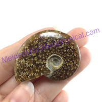 MeldedMind Polished Ammonite Specimen 1.64in. Fossil Artist Supply Jewelry 184