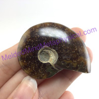 MeldedMind Polished Ammonite Specimen 1.70in. Fossil Artist Supply Jewelry 183