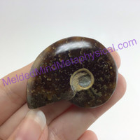 MeldedMind Polished Ammonite Specimen 1.70in. Fossil Artist Supply Jewelry 183