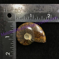 MeldedMind Polished Ammonite Specimen 1.70in. Fossil Artist Supply Jewelry 183