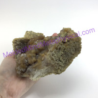 MeldedMind Fossil Coral 8in 203.2mm Natural Balance 021