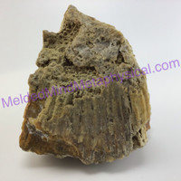 MeldedMind Agatized Fossil Coral Specimen 5.07in 128mm Natural Balance 699