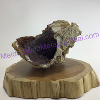 MeldedMind Large Agatized Fossil Coral Specimen 7in 177mm Natural Balance 789