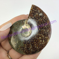 MeldedMind Polished Opalized Ammonite Fossil 2.92in Madagascar Ancient Stone 002