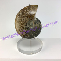 MeldedMind Polished Opalized Ammonite Fossil 3.05in Madagascar Ancient Stone 004