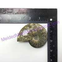 MeldedMind Polished Opalized Ammonite Fossil 3.05in Madagascar Ancient Stone 004