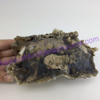 MeldedMind Agatized Fossil Coral Specimen 5.75in 146.1mm Natural Balance 696