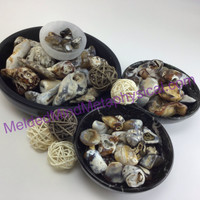 MeldedMind One (1) Agatized Fossil Coral Tumble 4 Sizes Natural Ancient Crystal 