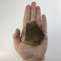 MeldedMind Grade "A" Polished Petrified Wood Slab 2.64in Pentagon Ancient 049