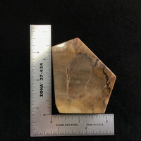 MeldedMind Grade "A" Polished Petrified Wood Slab 2.64in Pentagon Ancient 049