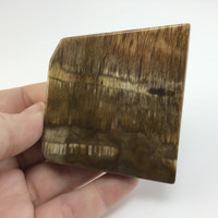 MeldedMind Grade "A" Polished Petrified Wood Slab 2.56in Pentagon Ancient 053