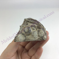 MeldedMind Quartz Geode 3.34in Natural Stone Crystal 551