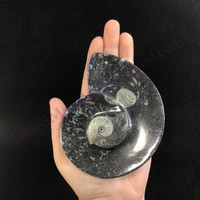 MeldedMind Orthoceras Fossil Incense Holder 4.37in Natural Black Stone 054