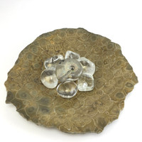 MeldedMind Fossil Coral Bowl w/ Clear Quartz Tumbles & An Ammolite Specimen 176