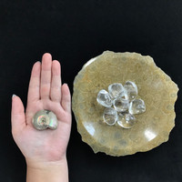 MeldedMind Fossil Coral Bowl w/ Clear Quartz Tumbles & An Ammolite Specimen 176