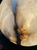 Alabaster Orb Wall Sconce