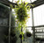 Artemis Hand Blown Glass Green Color Chandelier Lighting