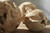 Teak Wood Ball, Large, Bleached