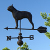 Boston Terrier with black patina