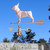 French Bulldog Weathervane