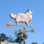 Sheltand Sheepdog Weathervane