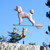 Poodle Weathervane