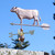 Angus Bull Weathervane