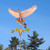 hawk weathervane