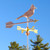 bluejay weathervane