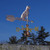 Labrador weathervane