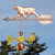 Australian Shepherd Weathervane
