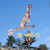Labrador Weathervane