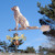 Labrador Weathervane