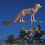 fox weathervane