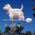 west highland terrier weathervane