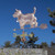 west highland terrier weathervane