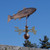 cod weathervane
