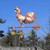 Rooster Weather vane