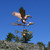 Copper Eagle Catching a Fish Weathervane
