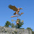 Copper Eagle Catching a Fish Weathervane